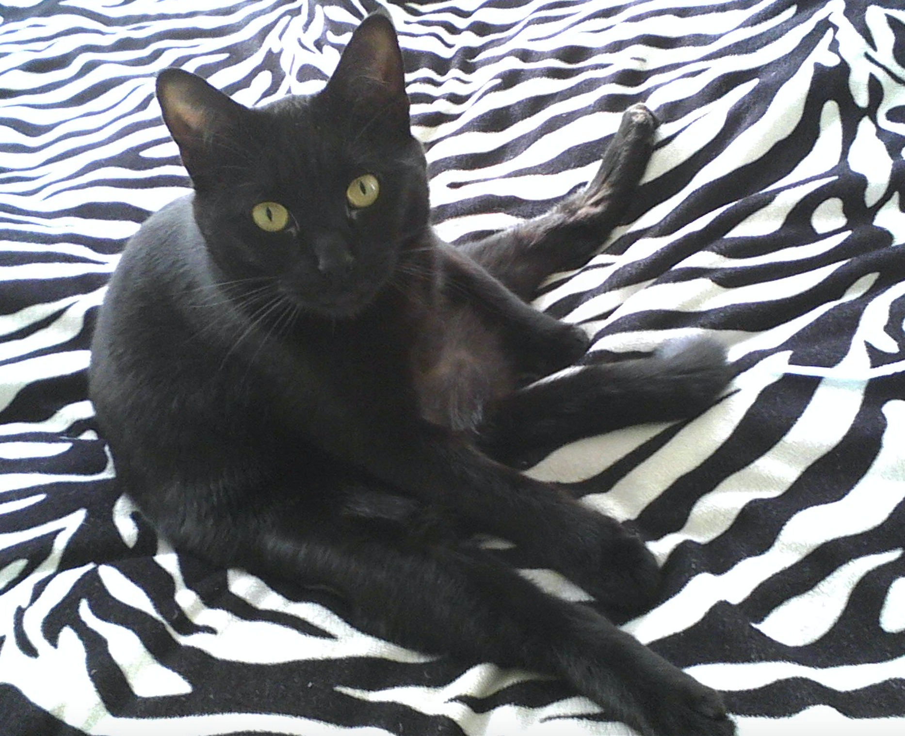 photograph of sassy black cat sitting like a human on a zebra print blanket